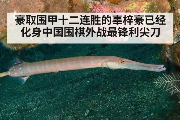 豪取围甲十二连胜的辜梓豪已经化身中国围棋外战最锋利尖刀